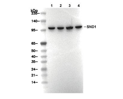SND1 Antibody [J10N22] WB