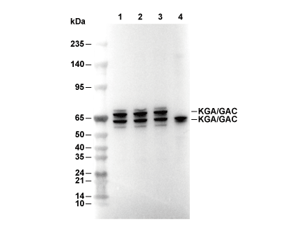 KGA/GAC Antibody [B11B5] WB