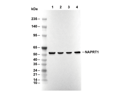 NAPRT1 Antibody [H9L14] WB