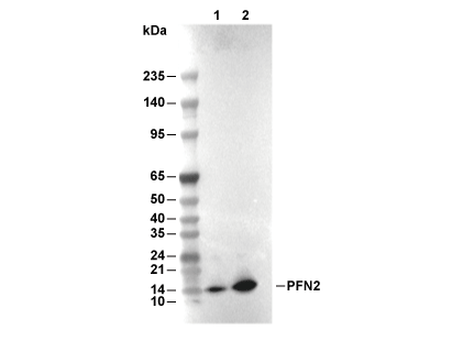 PFN2 Antibody (Mouse mAb) [A7F23] WB