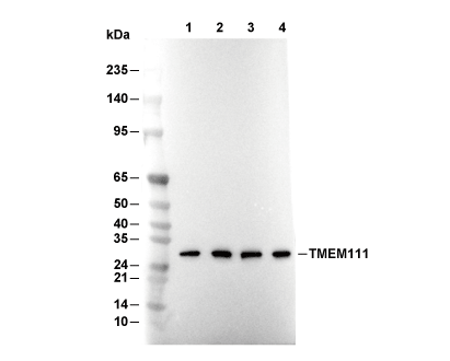 TMEM111 Antibody [B9P11] WB