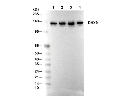 DHX9 Antibody [E8M24] WB