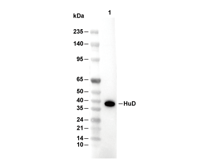 HuD Antibody [M19B4] WB