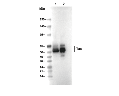 Tau Antibody [G23J10] WB
