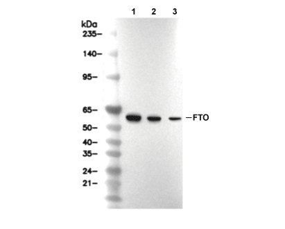 FTO Antibody [P22L4] WB