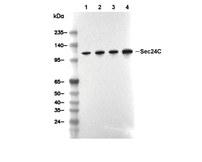 Sec24C Antibody [L6M24] WB