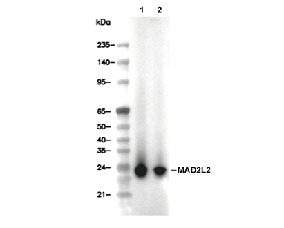 MAD2L2 Antibody [P22A23] WB