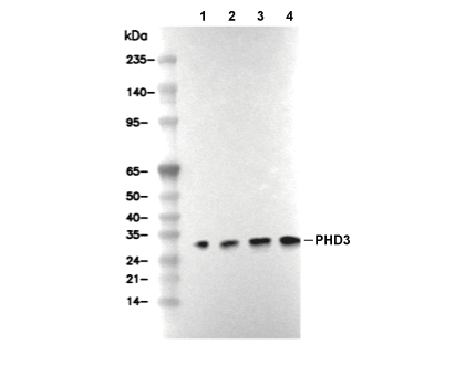 PHD3 Antibody [H19K23] WB
