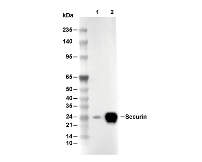 Securin Antibody [E2P20] WB