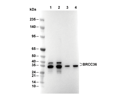 BRCC36 Antibody [M5D3] WB