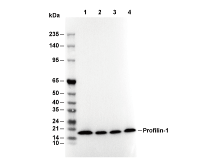 Profilin-1 Antibody [P24C16] WB