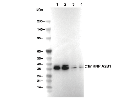 hnRNP A2B1 Antibody [A10M11] WB