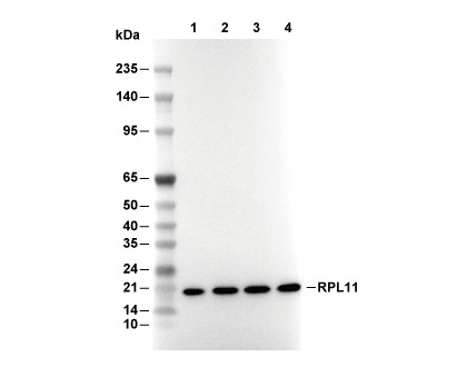 RPL11 Antibody [K10D6] WB