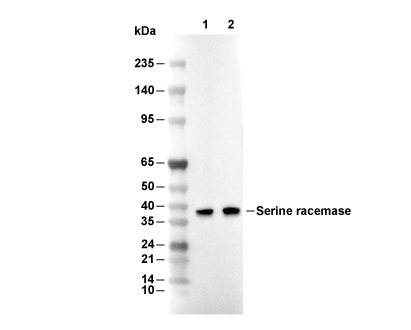 Serine racemase Antibody [A1N23] WB