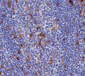 F5507-IHC1