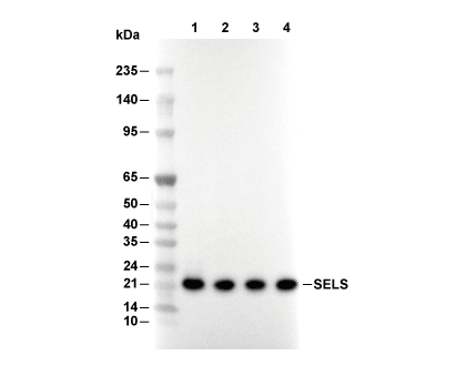SELS Antibody [N9D15] WB