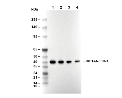 F5571-wb
