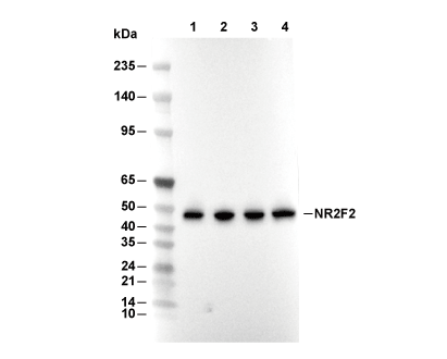 F5578-wb
