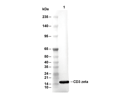 F5579-wb
