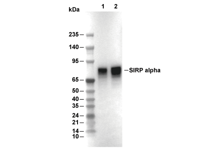 SIRP&alpha;/SHPS1 Antibody [B15C11] WB