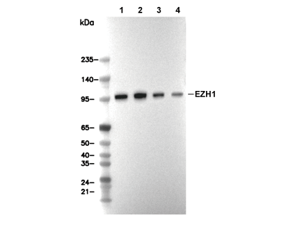 EZH1 Antibody [G17M2] WB