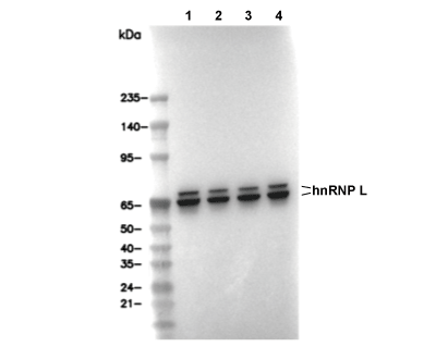 hnRNP L Antibody [G15K5] WB