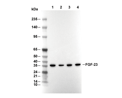 FGF-23 Antibody [B12L4] WB