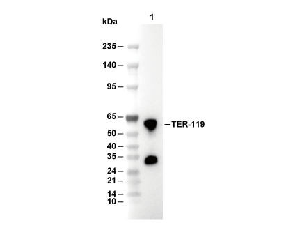 F5781-wb