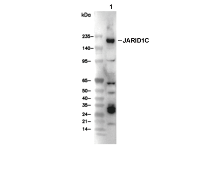 JARID1C Antibody [J9D7] WB