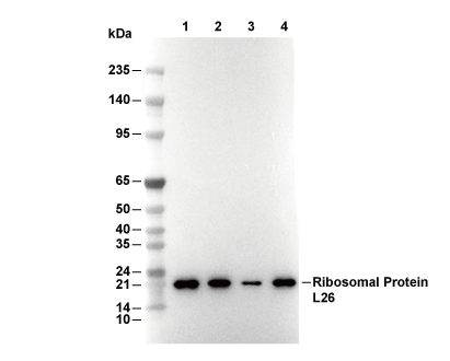 Ribosomal Protein L26 Antibody [L15C18] WB