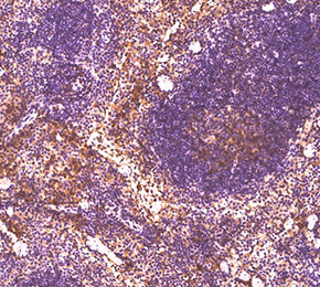 F5840-IHC1
