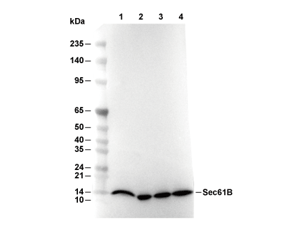 Sec61B Antibody [E5N6] WB