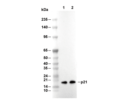 F5883-wb