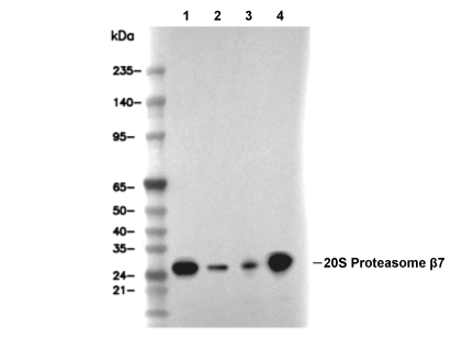 F5894-wb