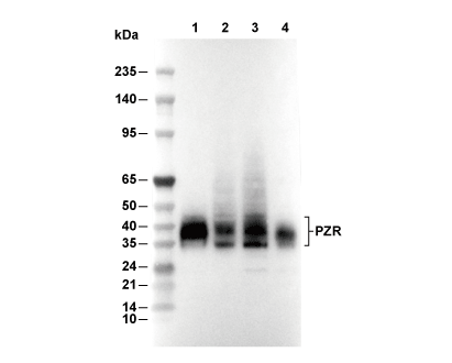 PZR Antibody [F15F10] WB