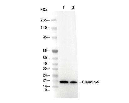 Claudin-5 Antibody [F16P13] WB