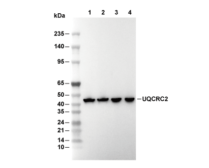 UQCRC2 Antibody [C21D5] WB