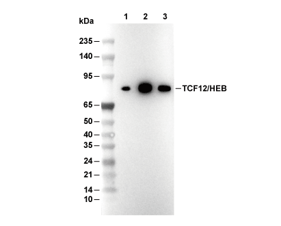 TCF12/HEB Antibody [G2F21] WB