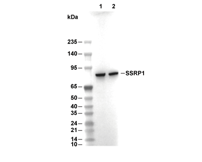 SSRP1 Antibody [H15L10] WB