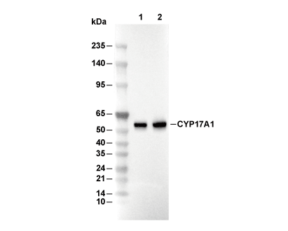 CYP17A1 Antibody [G22K11] WB