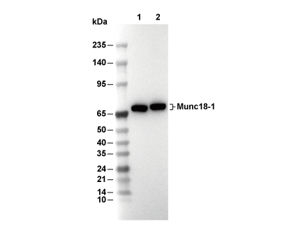 Munc18-1 Antibody [G23A10] WB