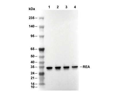 PHB2 Antibody [P5A22] WB