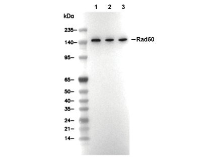 F6295-wb