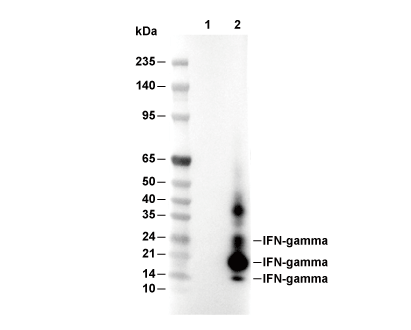 IFN-&gamma; Antibody [A12D6] WB