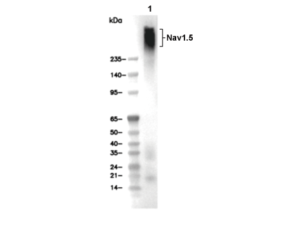 Nav1.5 Antibody [G4B10] WB