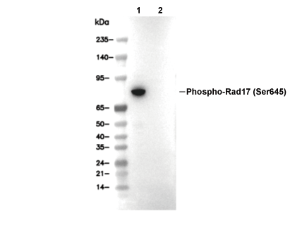 Phospho-Rad17 (Ser645) Antibody [D14D16] WB