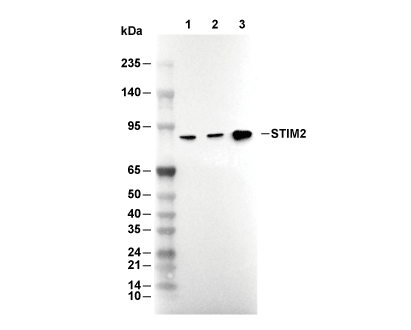 F6675-wb