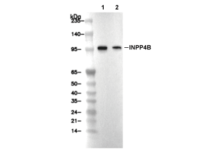 INPP4B Antibody [H1L5] WB