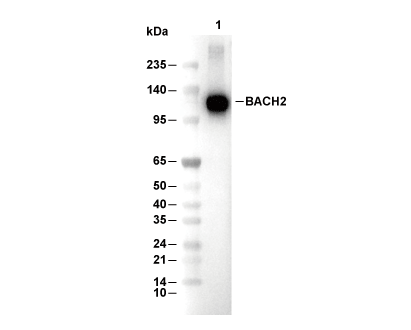 F6735-wb