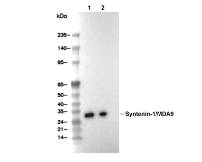 Syntenin-1/MDA9 Antibody [B6B6] WB